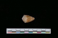 藏品(百萬芋螺)的圖片